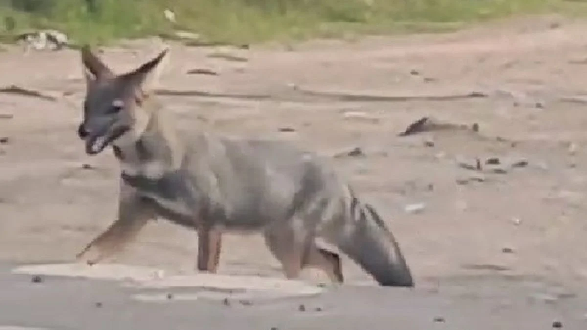 Un vecino filmó un zorro cruzando la 137 en La Plata