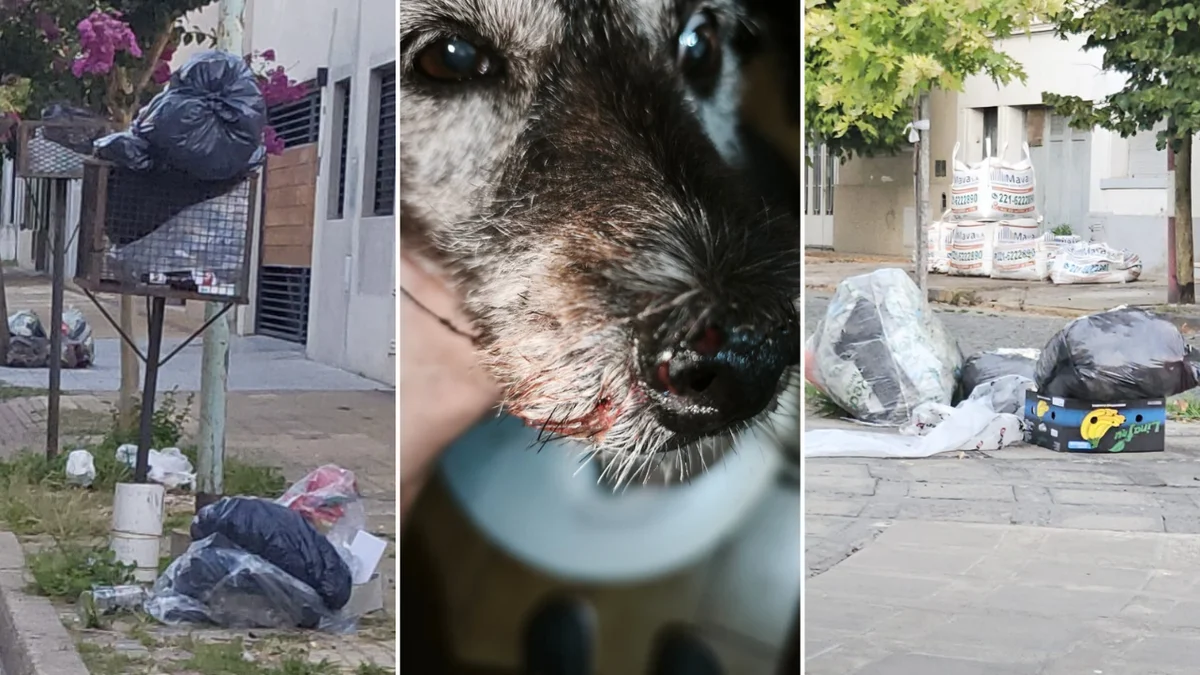 Vecinos de Tolosa denuncian invasión de ratas y acumulación de basura