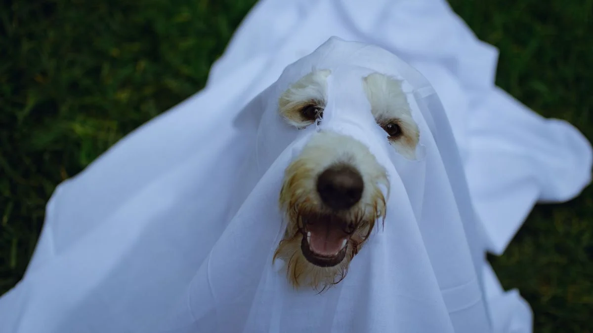 Llega el Gran Desfile de Mascotas por Halloween en La Plata