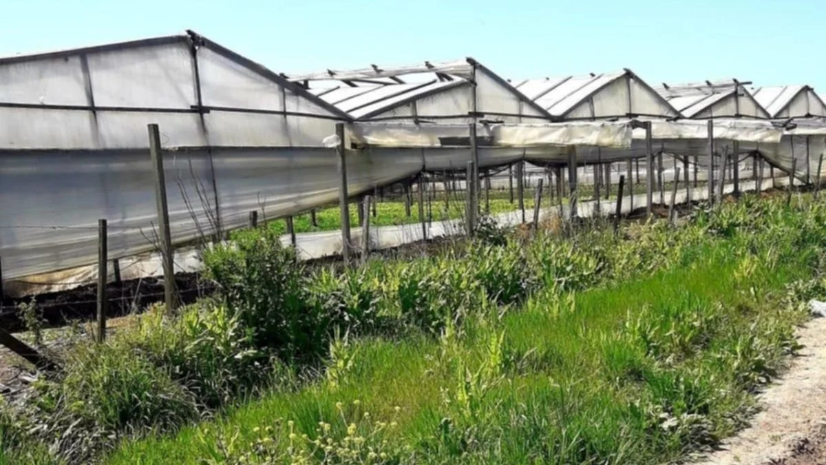 Anuncian medidas para el cordón frutihortícola de La Plata