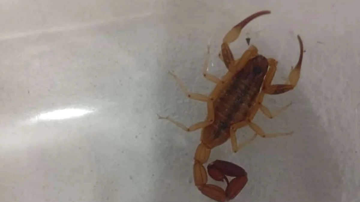 Cómo prevenir y qué hacer ante la picadura de alacranes