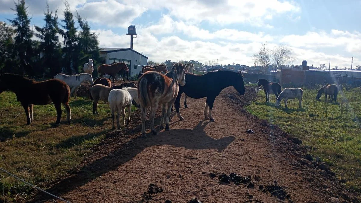 Okupas equinos en Berisso: usaron más de 30 caballos para usurpar un terreno