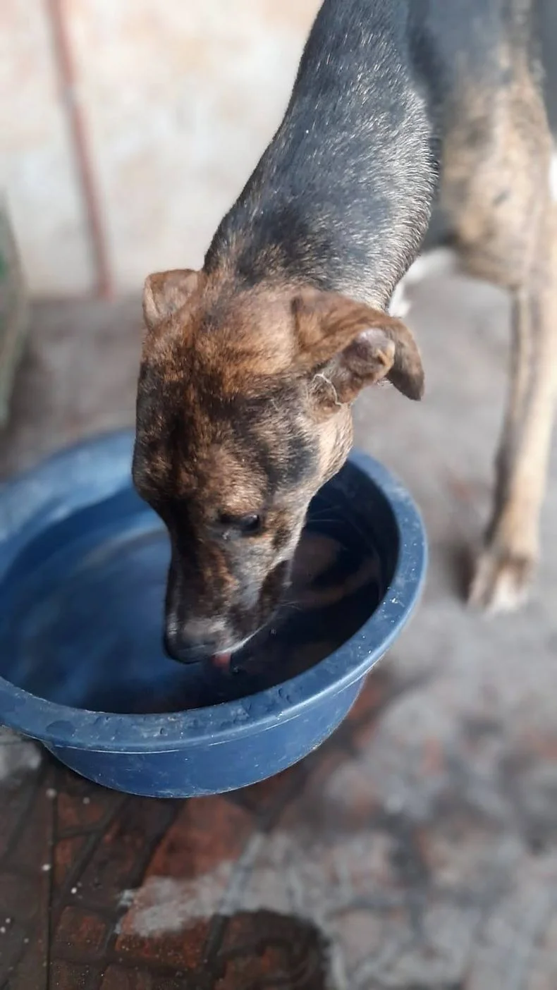 La Plata conmovida. Los perros sobrevivientes de la 