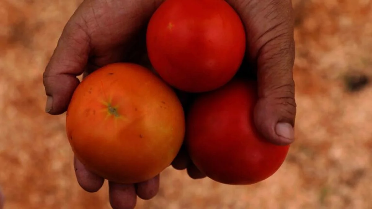 Producción del tomate: la UNLP mejora la calidad y cantidad