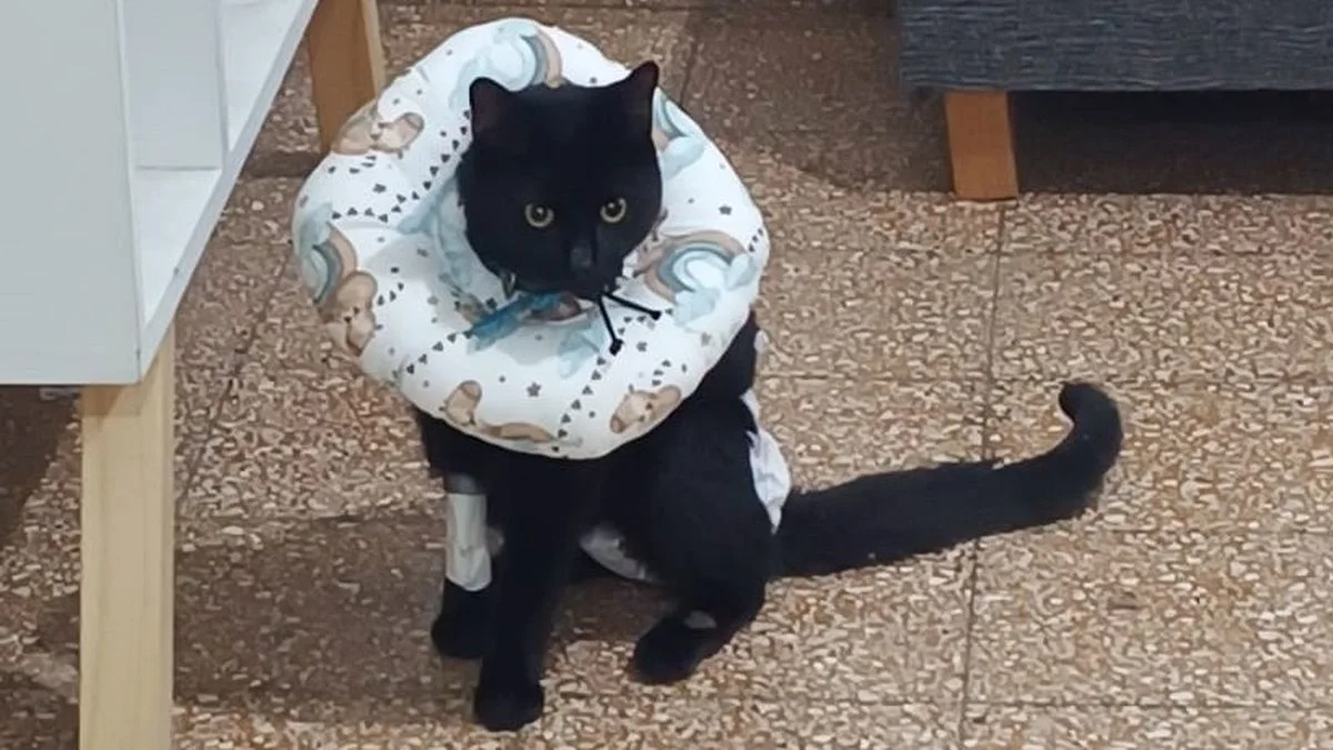 Lanzaron una campaña para salvar a un gatito platense,"Todos por Flan"