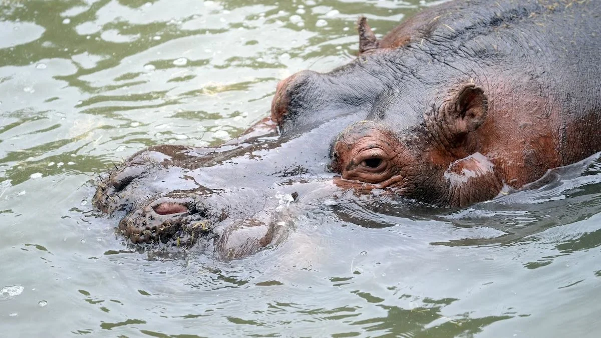 La Plata: piden informes por la muerte de Hipólito en el Bioparque