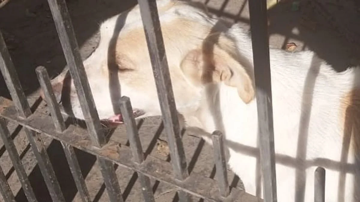 Rescataron a un perro maltratado por su dueño en Berisso