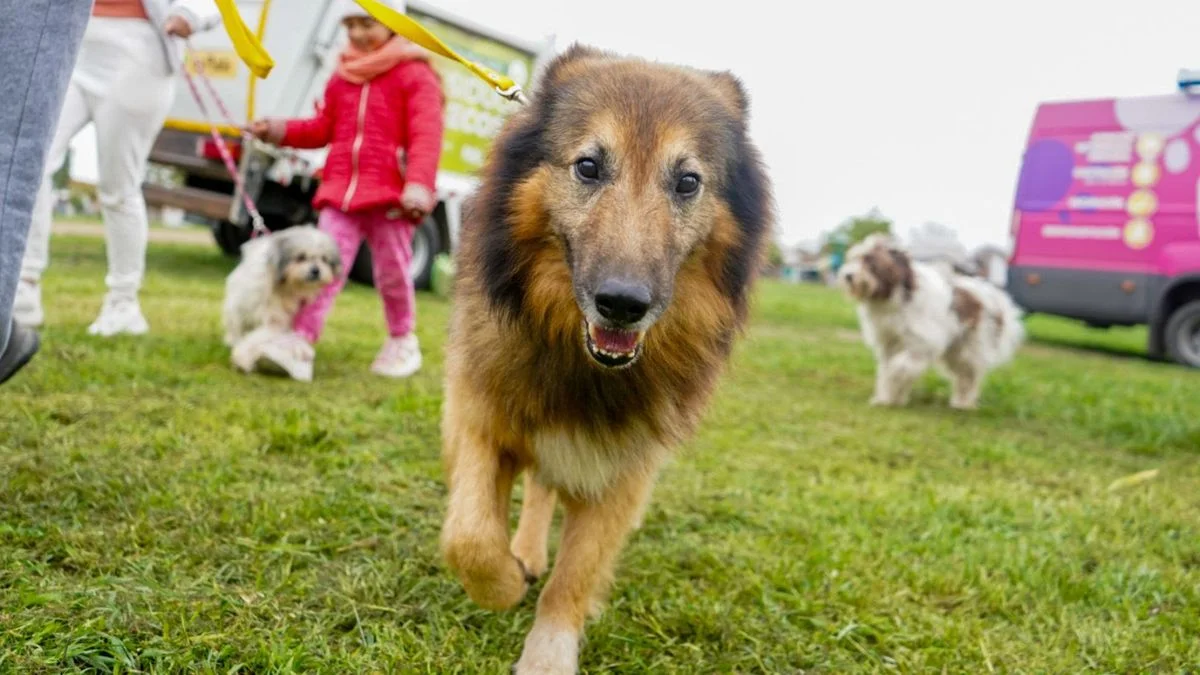 El fin de semana en La Plata tendrá varias ferias a beneficio de animales rescatados
