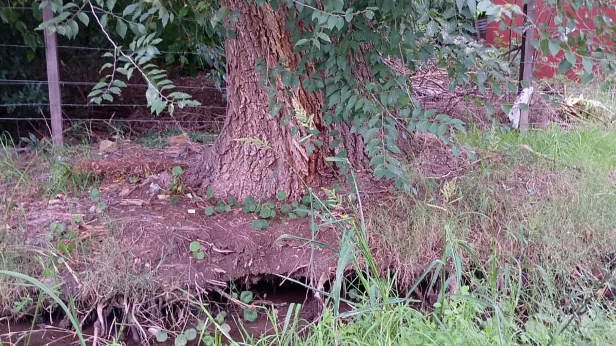 Árbol a punto de caer arrastra cables y genera peligro en La Plata