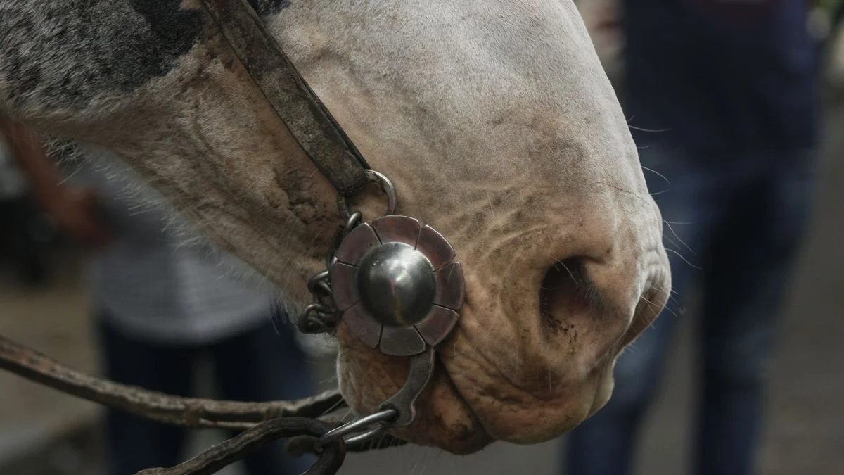 Barrio Hipódromo: un caballo en contramano chocó a un auto