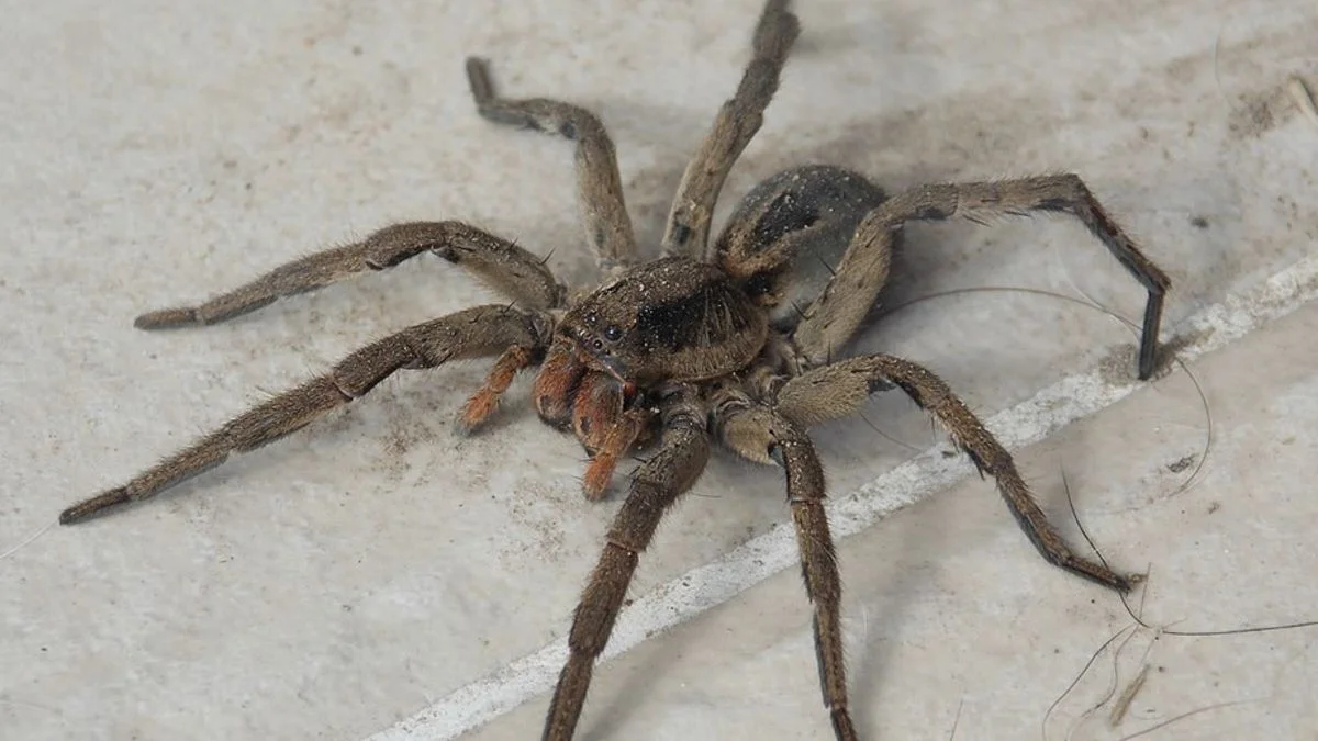 ¿Cómo es la araña de los bananos que pone en alerta a La Plata?