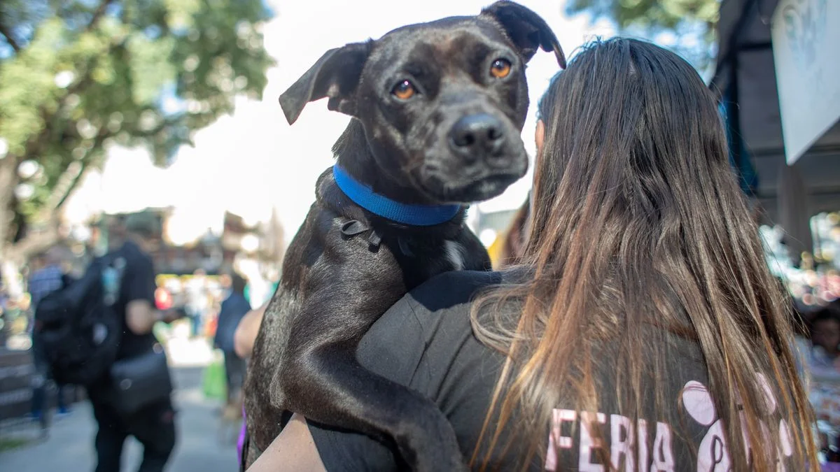 Plaza Islas Malvinas: realizarán una jornada de vacunación y adopción de animales rescatados en La Plata