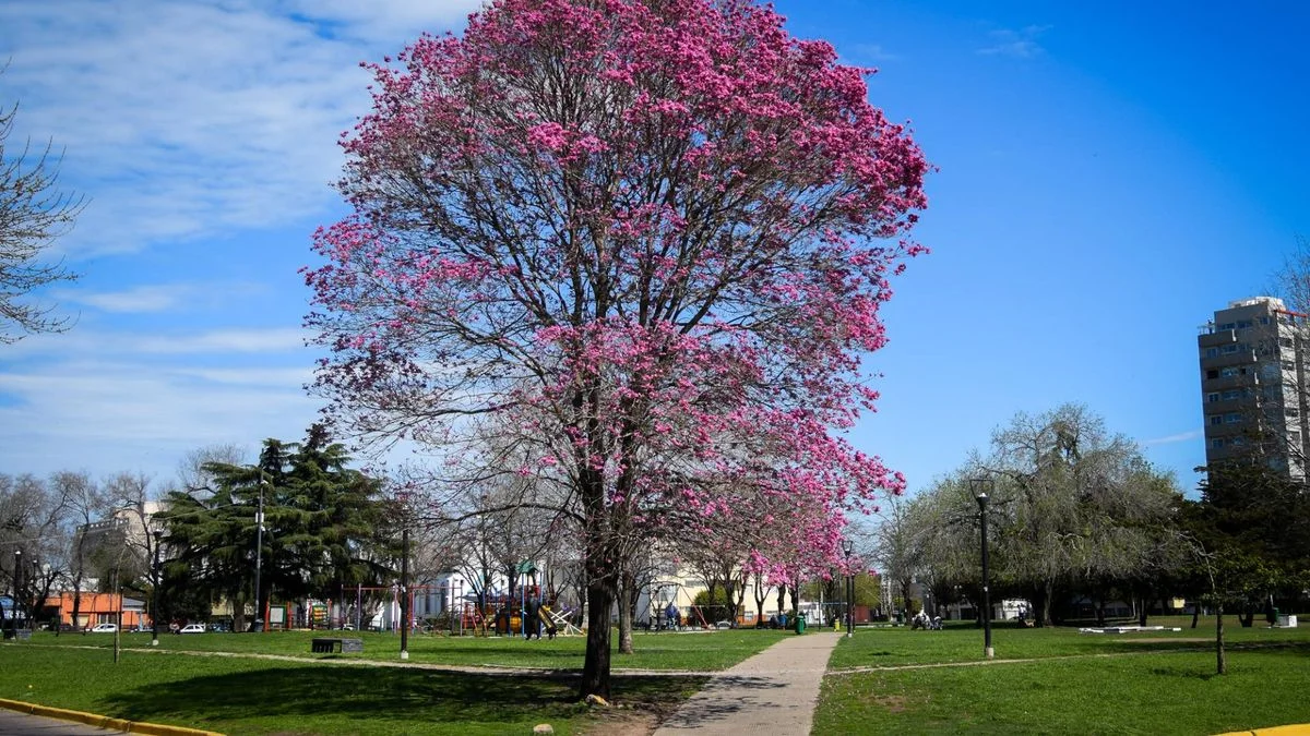 Viernes templado en la ciudad de La Plata
