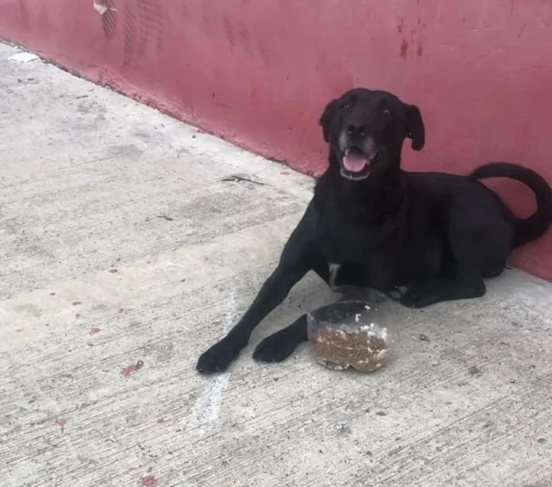 Uno de los perros del vecino de La Plata que perdió todo en un incendio