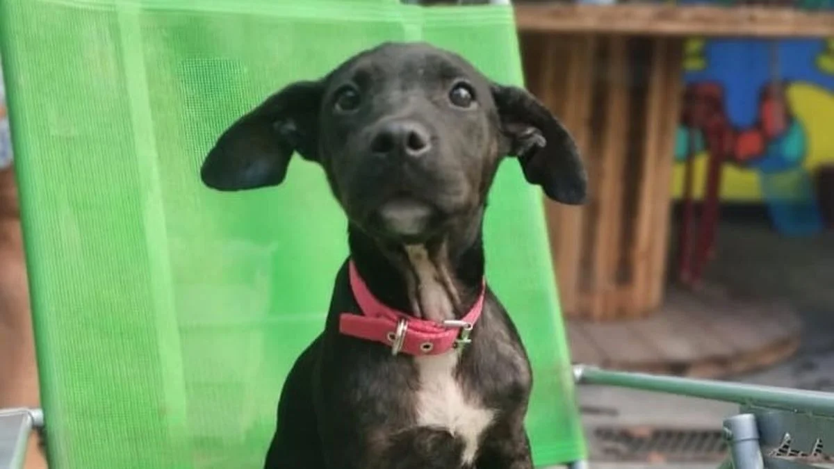 La Plata: realizan jornadas de vacunación gratuita para mascotas
