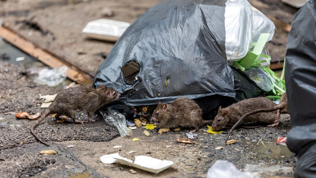 Vecinos de Tolosa denuncian la presencia de ratas entre la basura