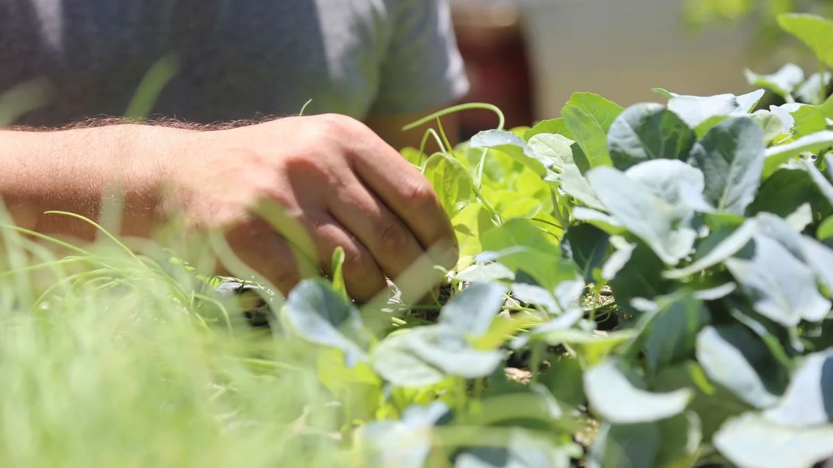 Realizarán en La Plata un taller sobre plantas silvestres comestibles