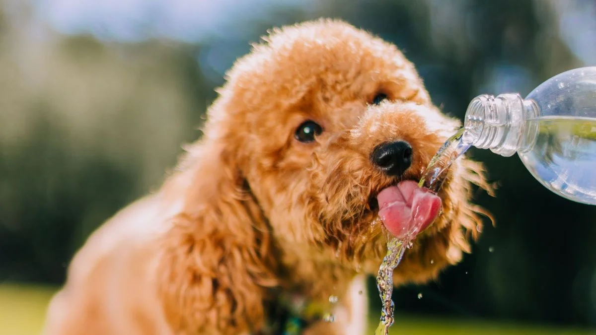 Ola de calor en La Plata: cómo cuidar a tus mascotas frente a las altas temperaturas