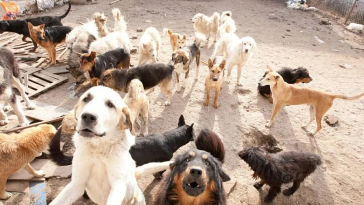 La Plata: lanzan una colecta de alimentos para mascotas en la cancha de Estudiantes
