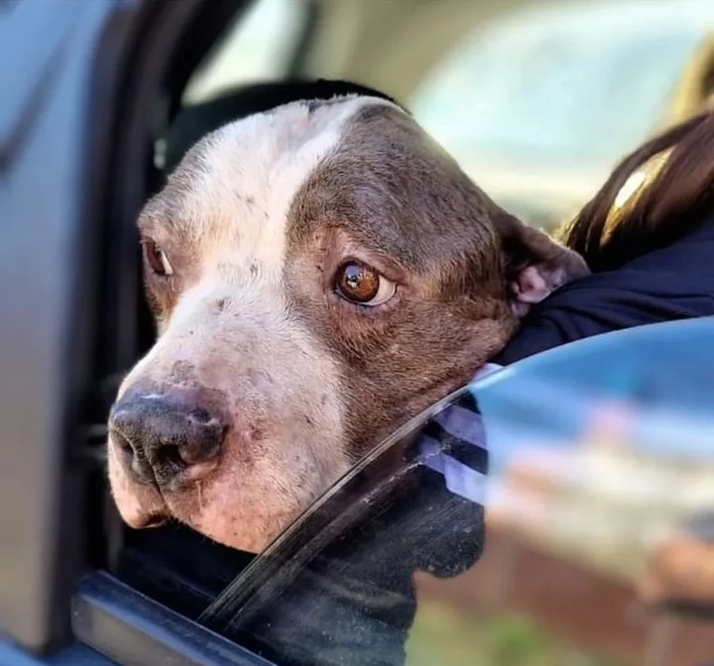 Rescatistas La Plata salvaron a 4 perros de maltrato animal en Villa Elvira