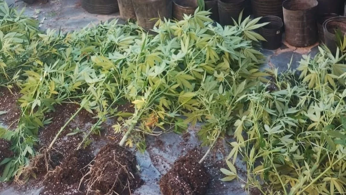 Detuvieron a un sujeto por plantar y vender marihuana en Ensenada