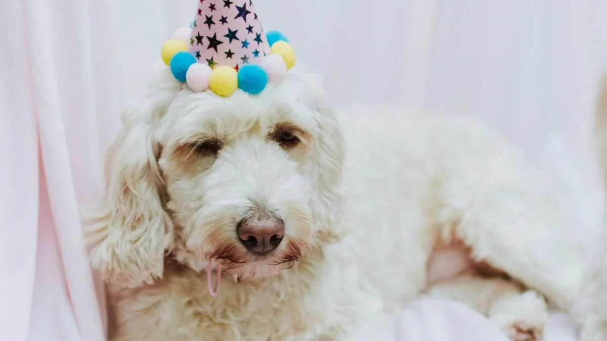Realizarán en La Plata una feria a beneficio de animales rescatados
