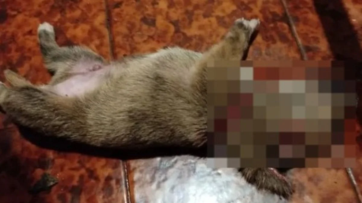 Crueldad animal en Berisso: acusan a un hombre de morder y matar a un perrito