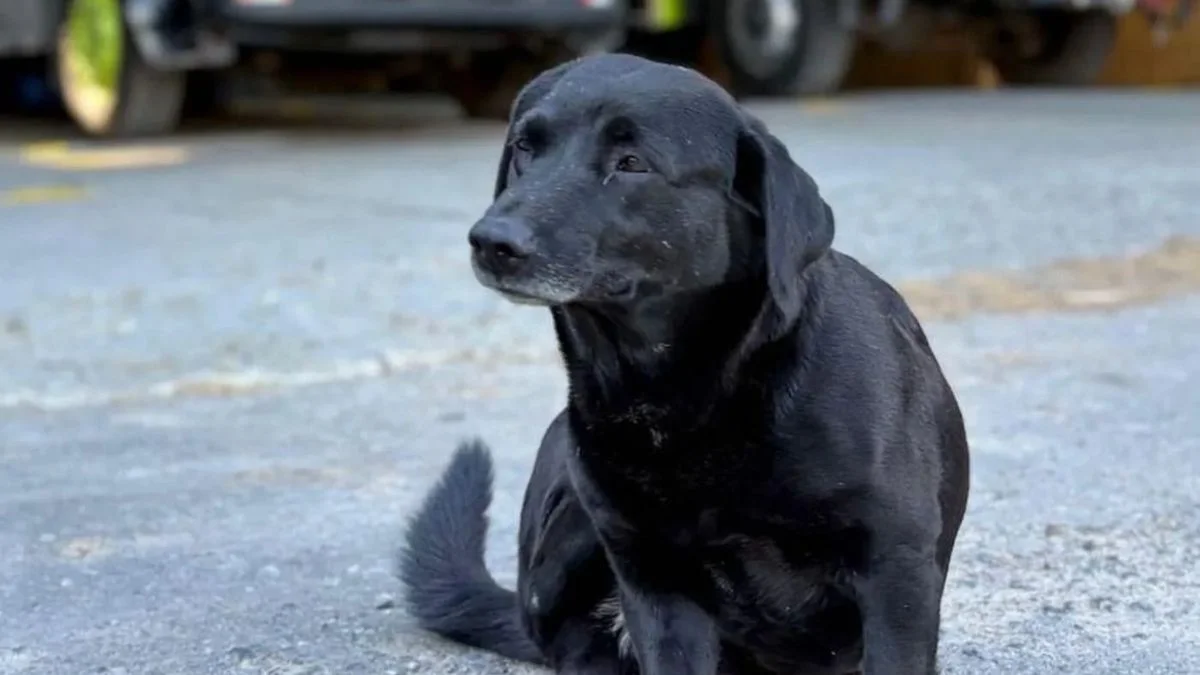 Se perdió Negro, el perro del Cuartel de Bomberos de La Plata
