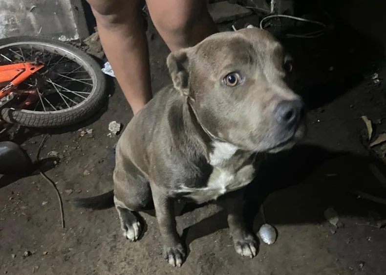 Uno de los perros pitbull que habría atacado en Arturo Seguí
