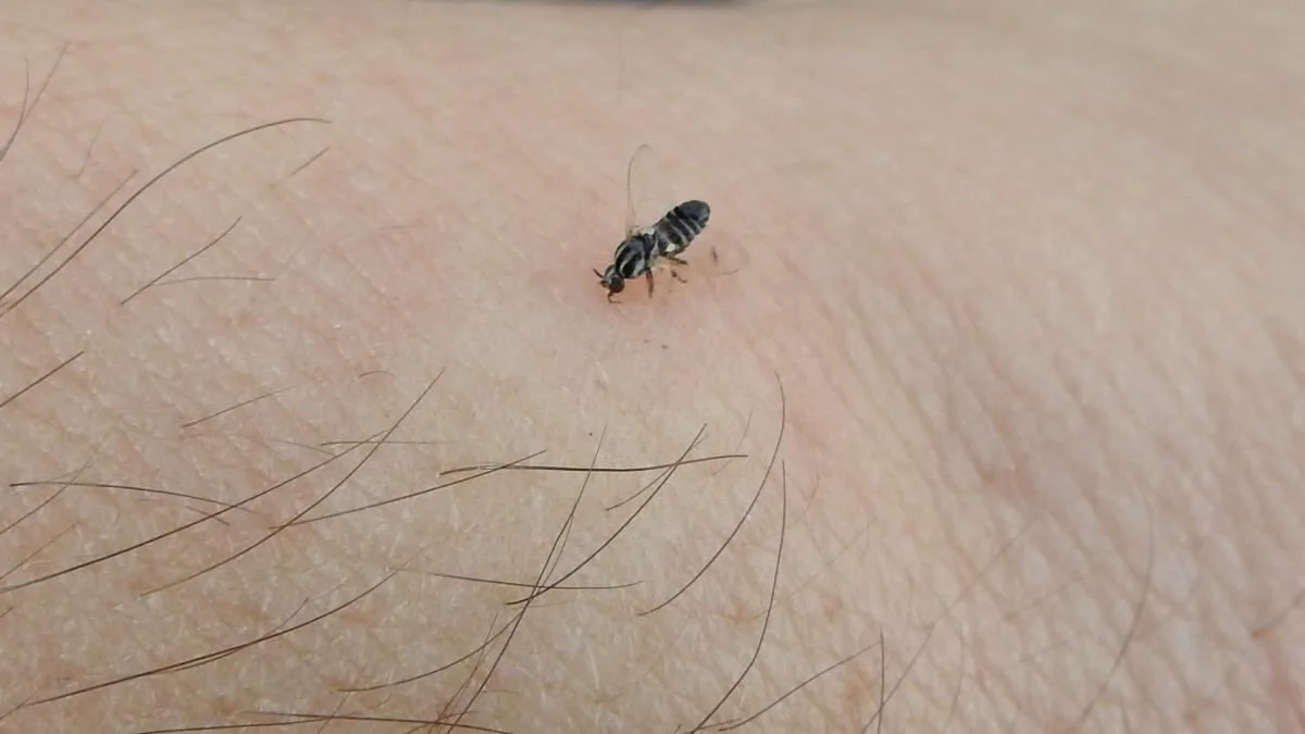 Barigüí, el particular insecto que invade La Plata y el resto del AMBA