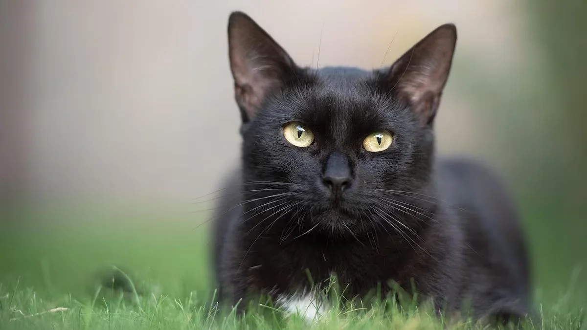 Alerta en Los Hornos por gatos muertos con disparos de aire comprimido
