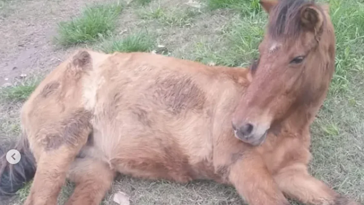 La Plata: rescatistas piden colaboración para salvar a un caballo maltratado por carreros