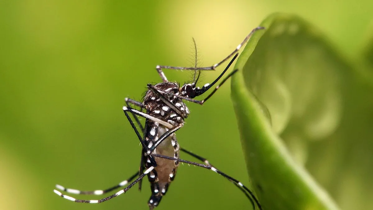 Confirmaron el primer brote de dengue en la provincia