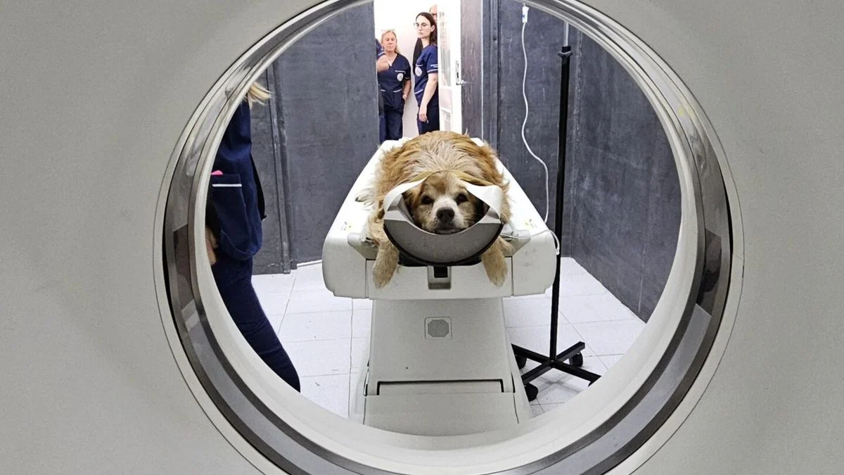 La Facultad de Veterinaria de la UNLP hace historia: incorporó un tomógrafo de alta complejidad