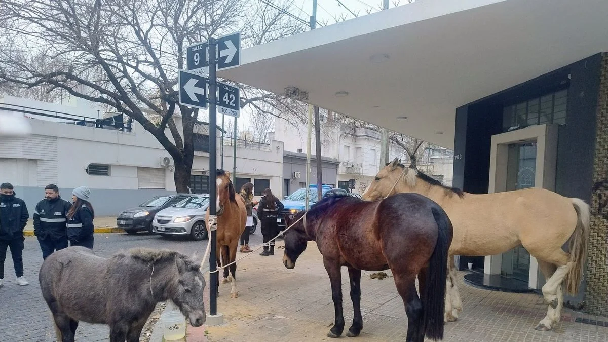 Sorpresa en La Plata: vecinos se encontraron con un grupo de caballos en pleno centro