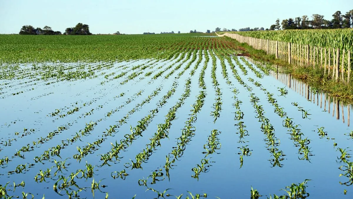 La Provincia declaró la emergencia agropecuaria en doce distritos