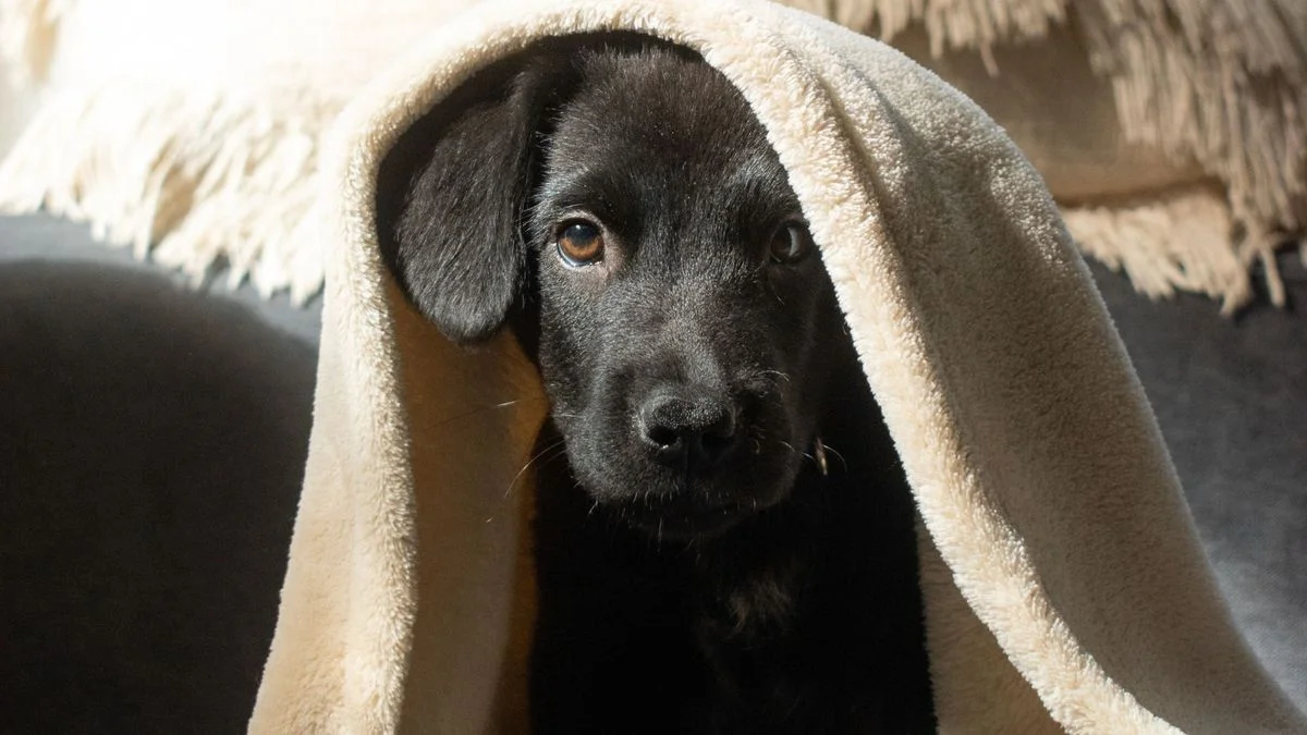 Año Nuevo y pirotecnia: cómo proteger a las mascotas