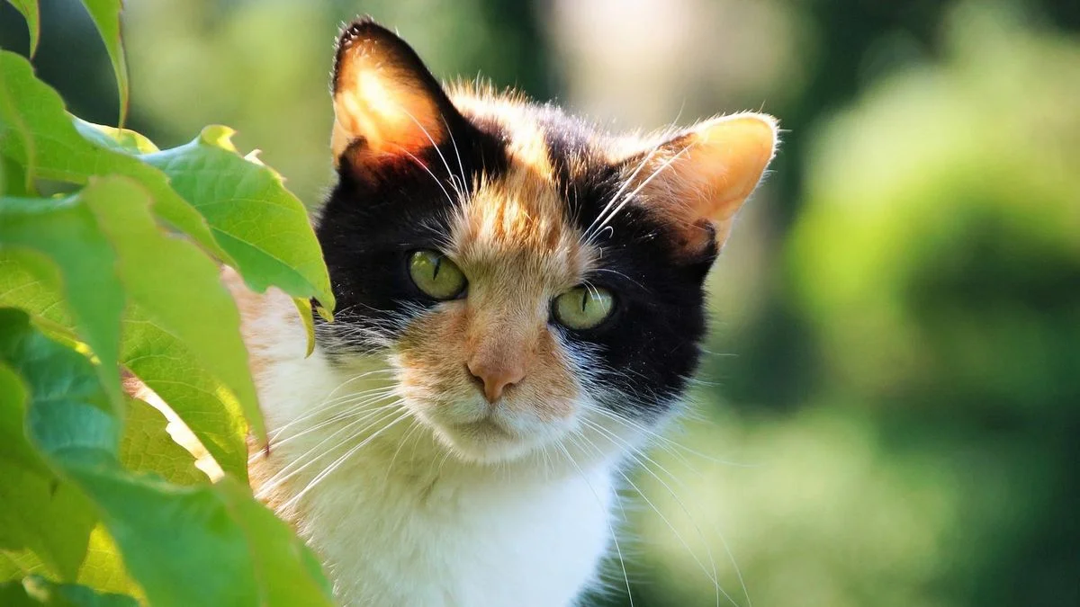 Entradera en Hernández: delincuentes se llevaron hasta un gatito