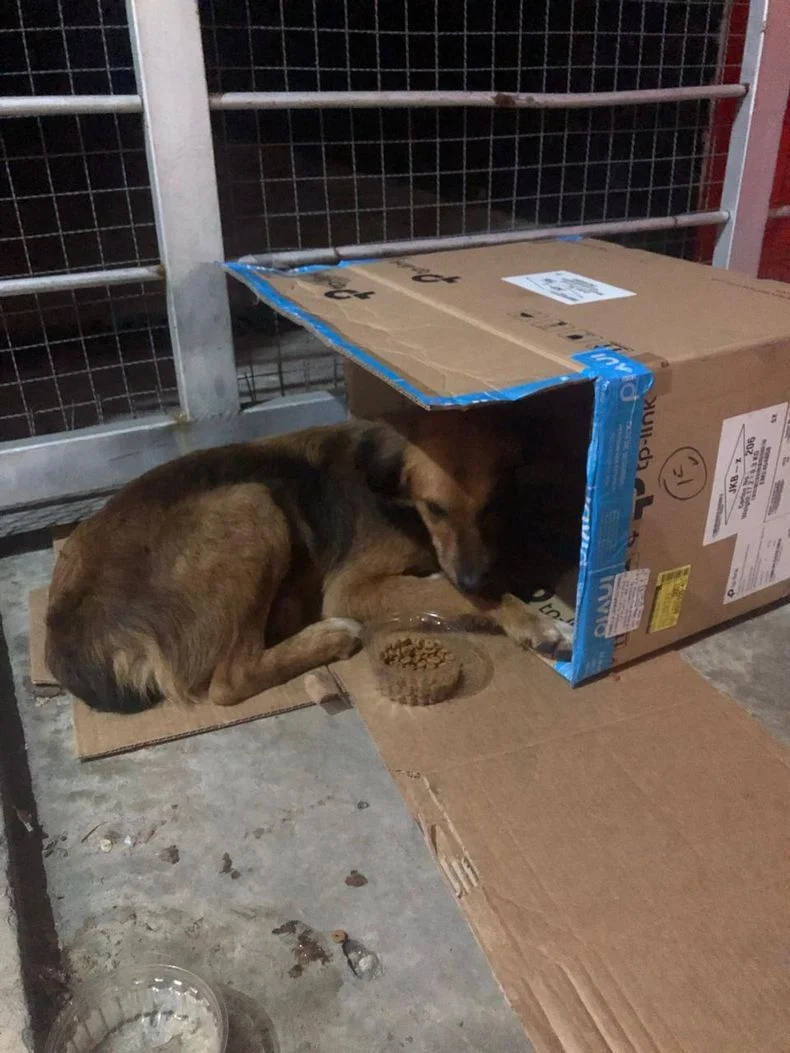 La cachorra est&aacute; sola en Avenida 13 entre 34 y 35 en Barrio Norte de La Plata