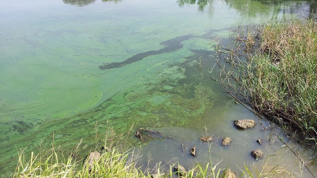 Renovaron la alerta por cianobacterias en Berisso