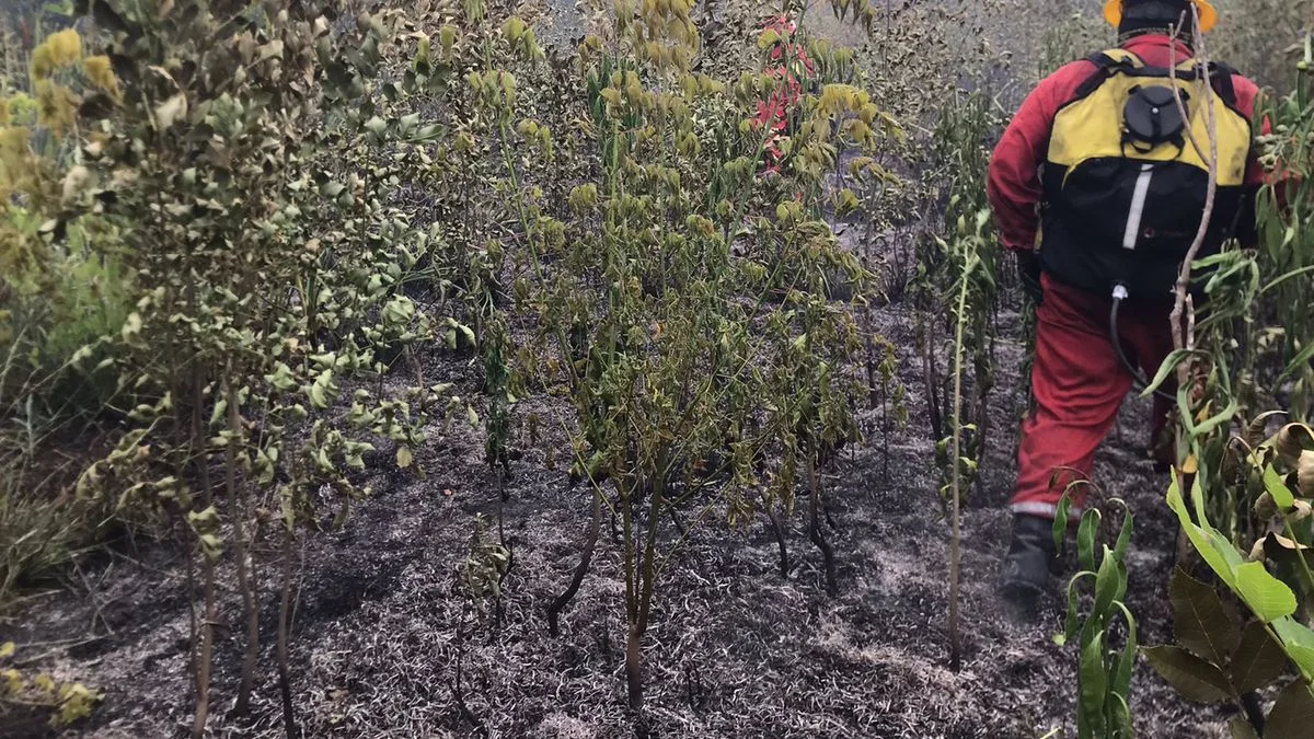 Impresionante incendio de campos cerca de Ruta 36