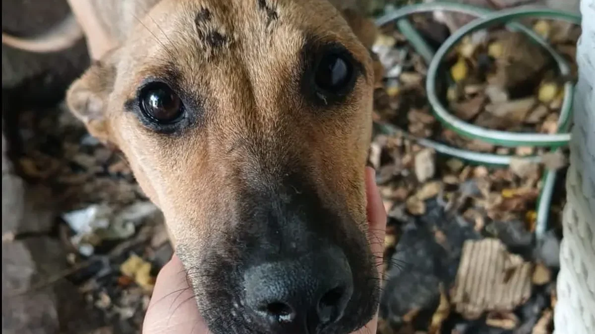 Detuvieron a un hombre por maltrato animal en La Plata