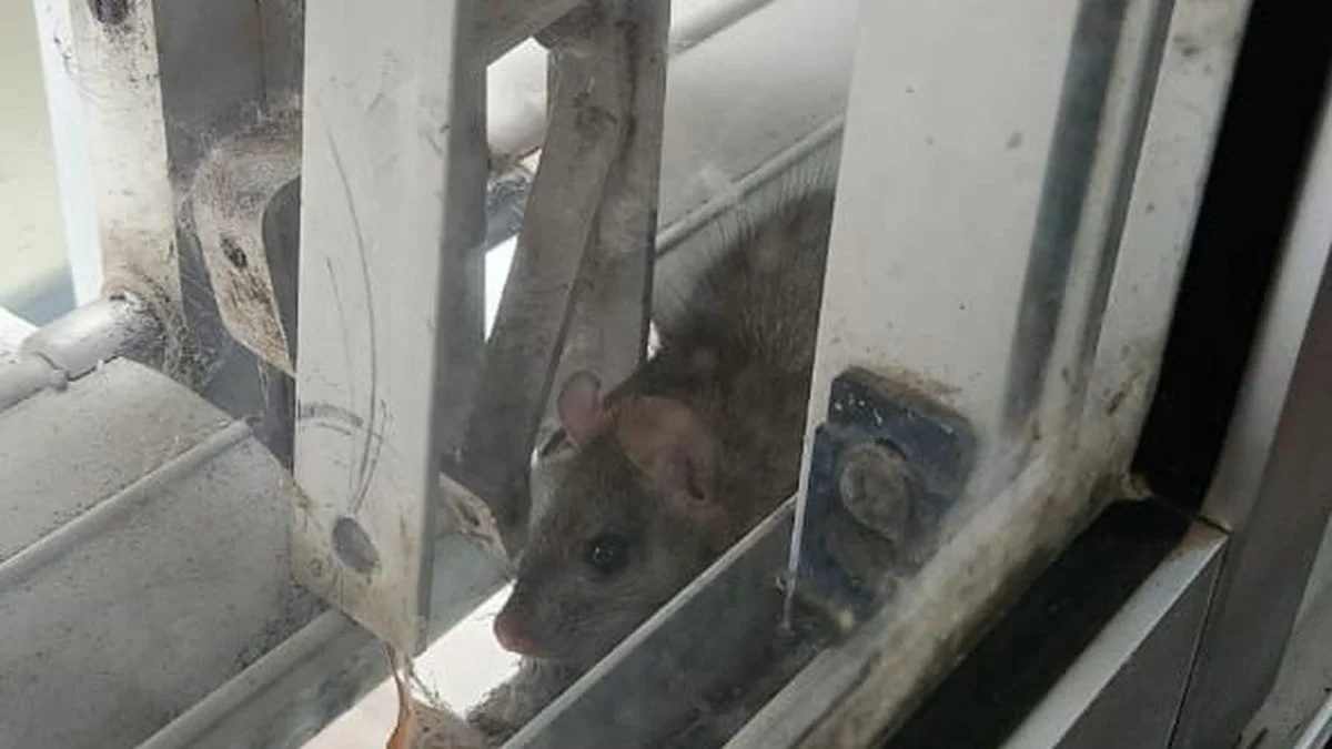 Encuentran ratas en los pasillos del Hospital de Niños en medio del alerta por hantavirus
