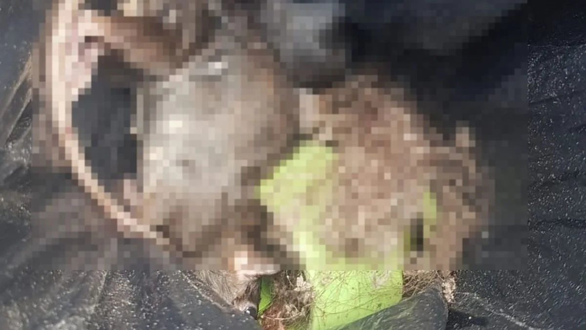 Vecinos de Tolosa denuncian una "invasión de ratas" y exigen medidas