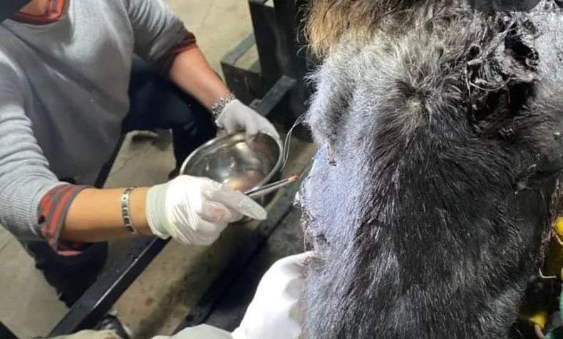 La ONG Caballos Rescatados Quilmes necesita ayuda para salvar a una yegua amputada