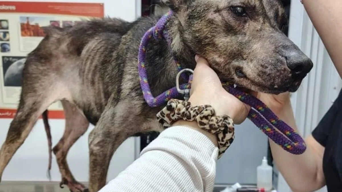 Maltrato animal en La Plata: salvaron a una perra ciega que "era puro hueso"