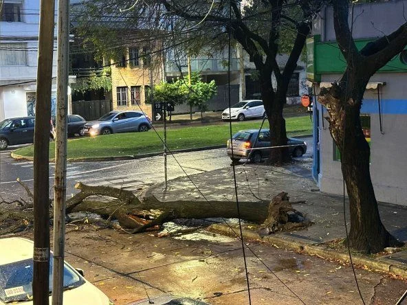 Hubo caída de árboles en distintos barrios de La Plata
