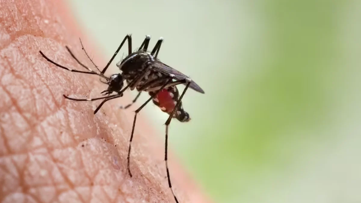 Alarma en La Plata: detectaron el primer brote de dengue autóctono