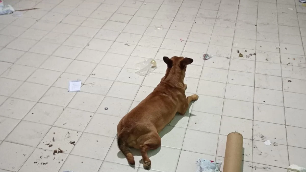 Imperdonable: se mudaron y abandonaron a una perra embarazada en San Carlos