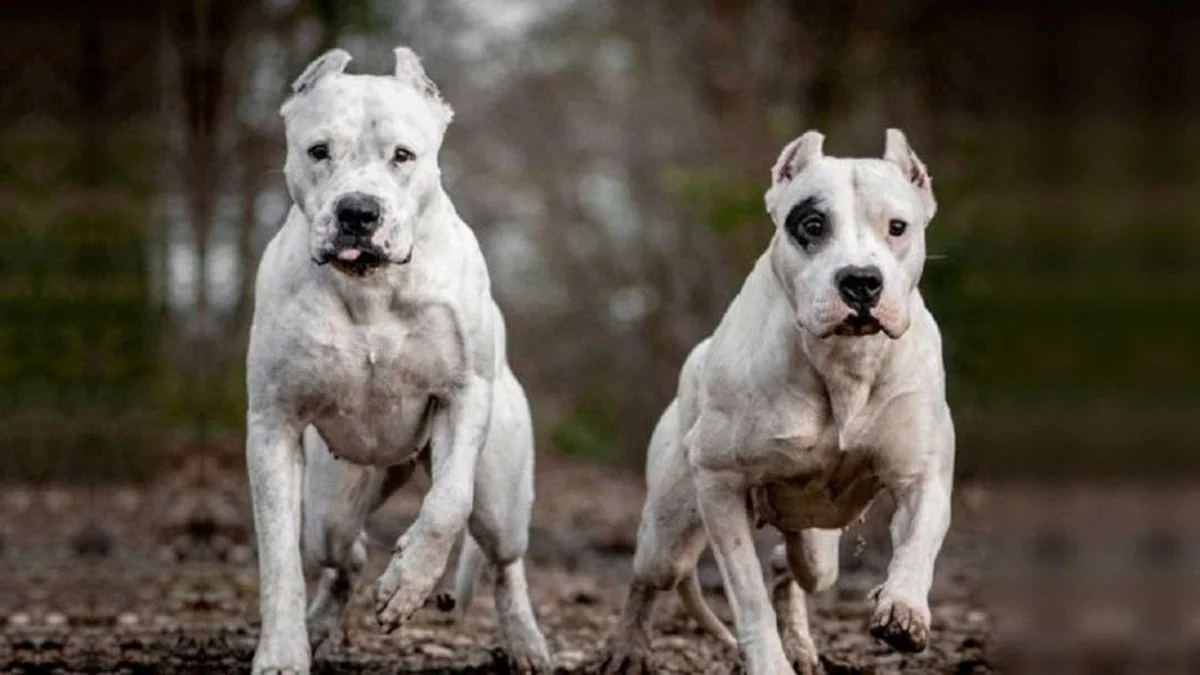 Tragedia en La Plata: dos dogos matan a una perrita en una zona escolar